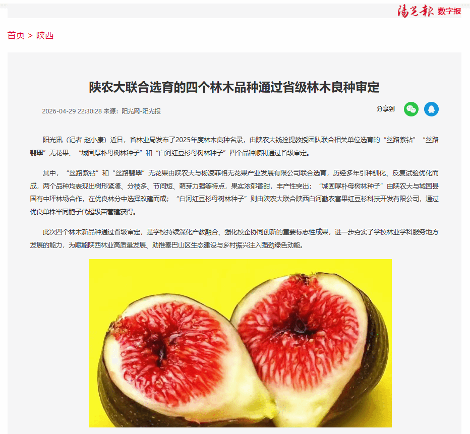 总的来说“白河红豆杉母树林种子”则由