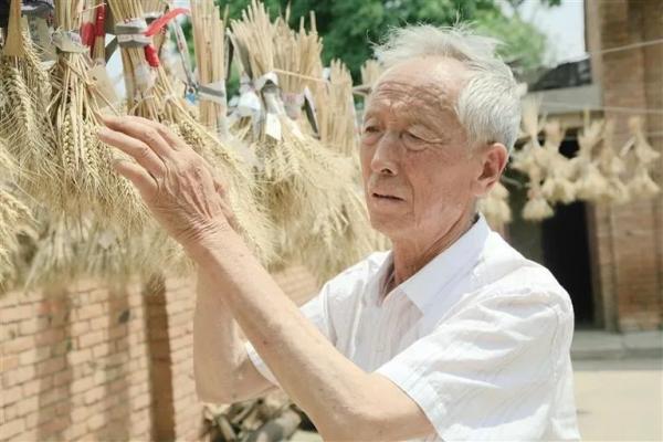 探索出了“少投入高命中率”小麦育种方