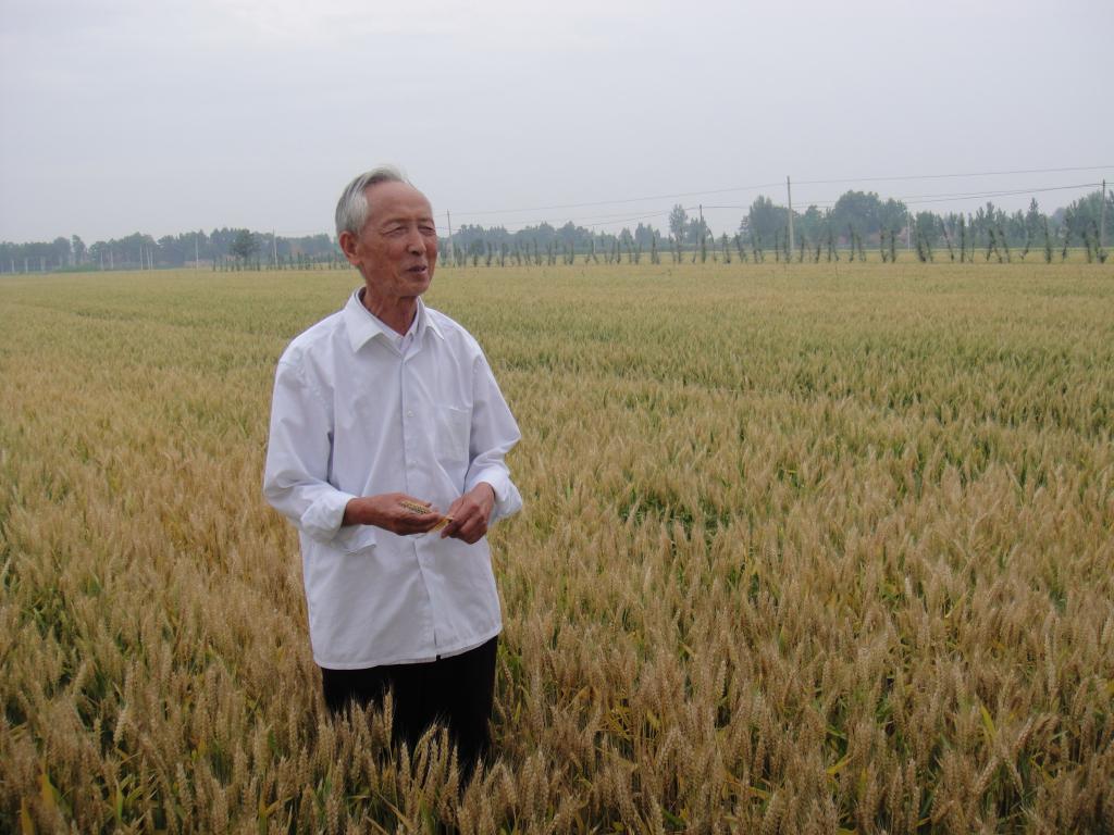 著名小麦育种专家
