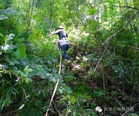 用知识绘出了一方绿色